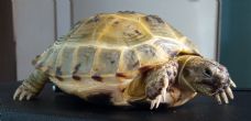 Horsfield : Female approx 7 years old (Asriel)